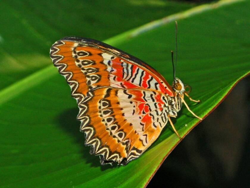 Cethosia Biblis