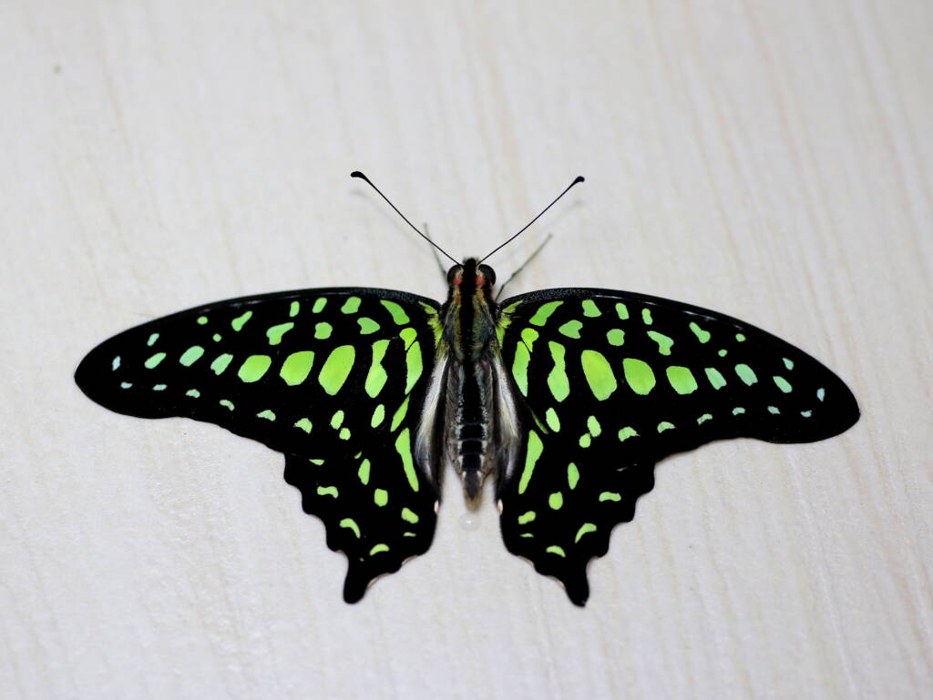 Graphium Agamemnon