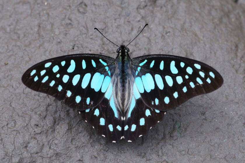 Graphium Doson