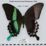 Papilio Blumei