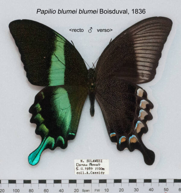 Papilio Blumei