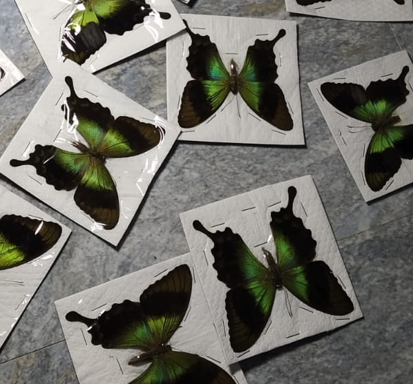 Papilio Peranthus Spread