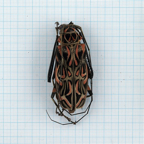 Acrocinus Longimanus