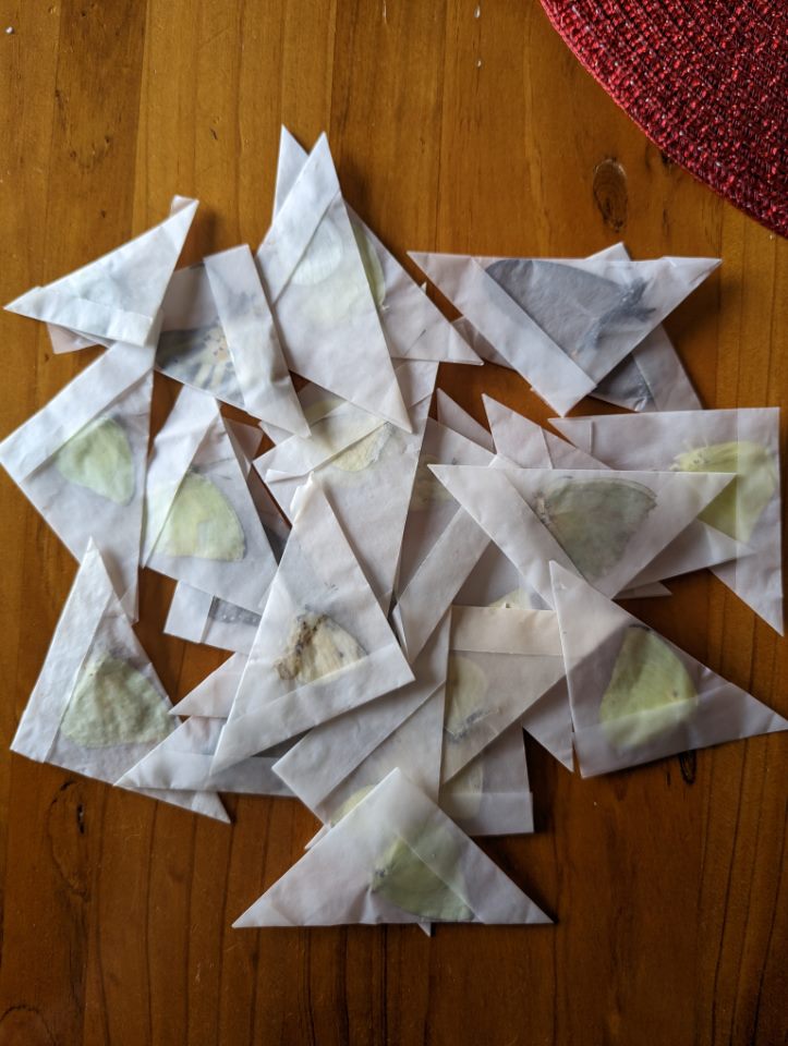 Assorted Butterflies in Paper A2/lower