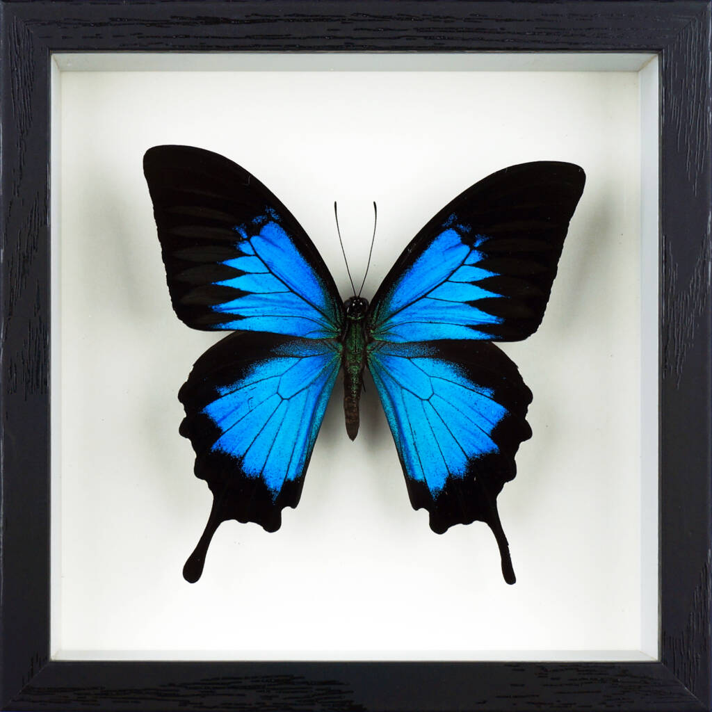 Framed Papilio Ulysses