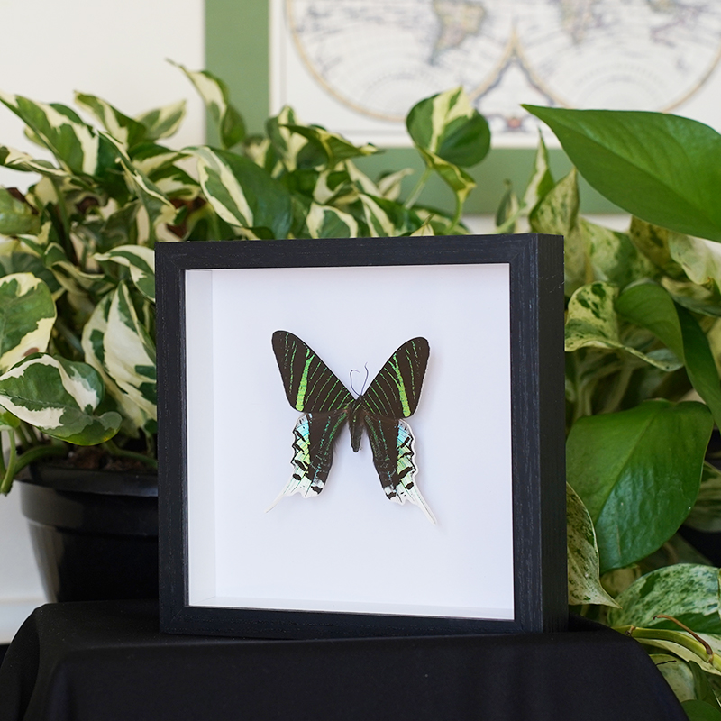 Green Banded Urania Front ~ Urania leilus