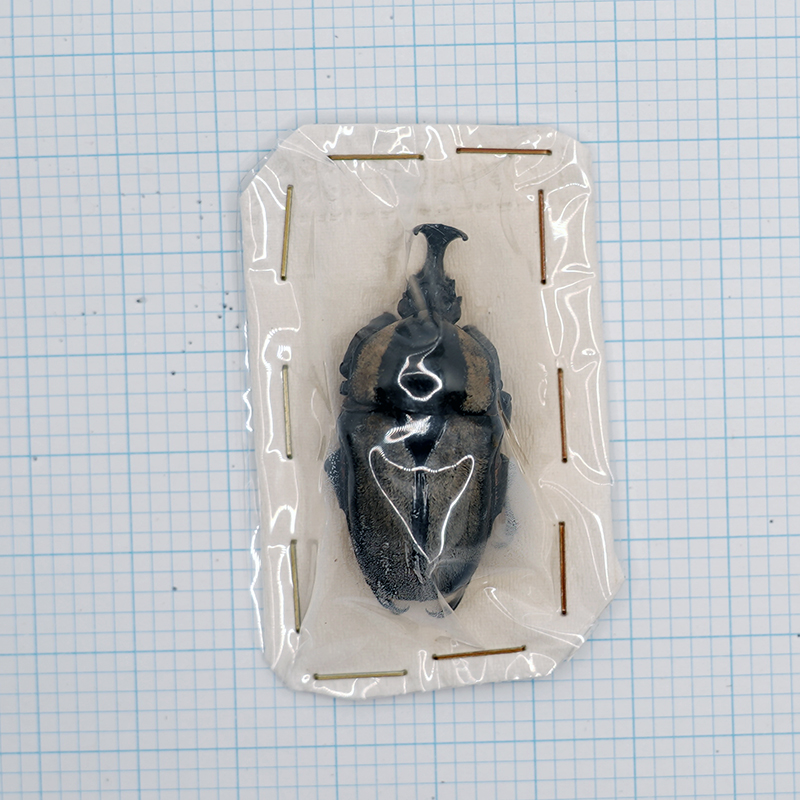 Herculiasa melaleuca