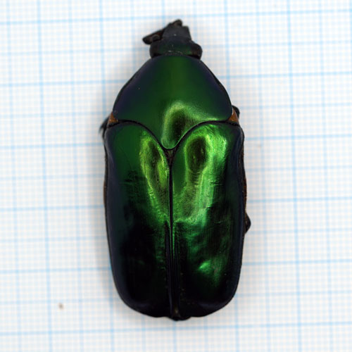 Agestrata Orichalca Orichalca