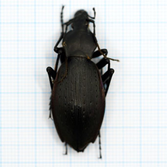 Apotomopterus prodigus 05/23 Zhaoqing. Guangdong