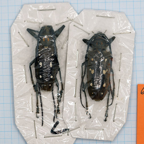 Batocera Rubus Pair