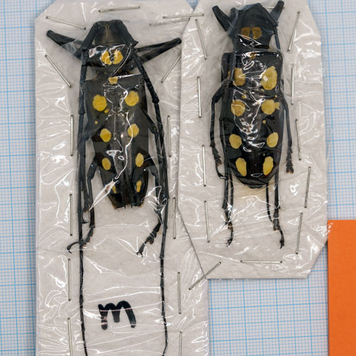 Batocera roylei Pair