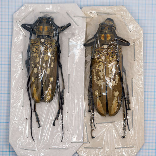 Batocera victoria victoria Pair