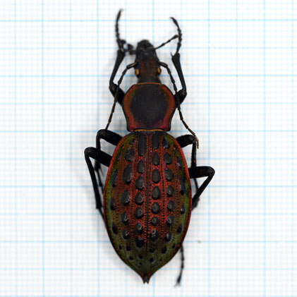 Carabus augustus ignigenus 06/23 Mt. Mao'er. Ziyuan. Guilin. Guangxi