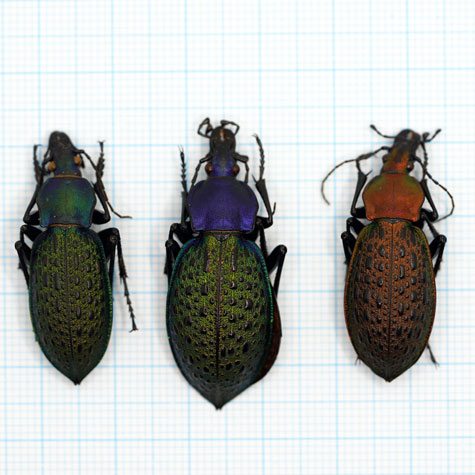 Carabus elysii xiaoganensis 04/23 Xiaogan. Hupei