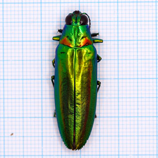 Chrysochroa raja thailandica