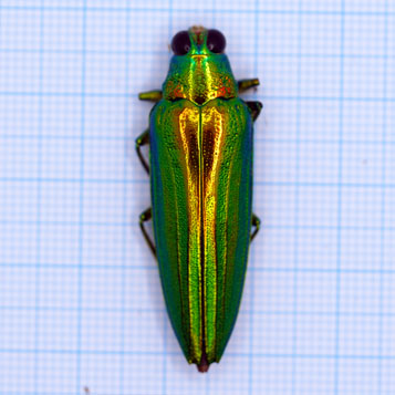 Chrysochroa vittata