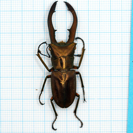 Cyclommatus metalifer finae 40-45mm