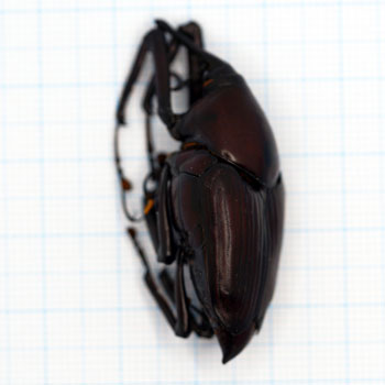 Cyrtrotrachelus longimanus