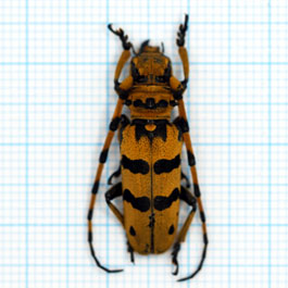 Eutaenia trifasciella