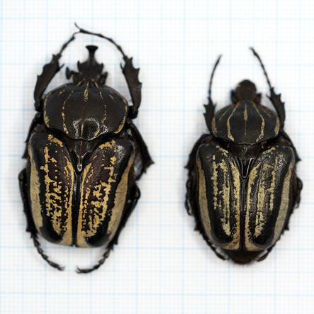 Hegemus vittatus Pair