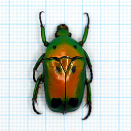 Heterorrhina sexmaculata sexmaculata (Sumatra)