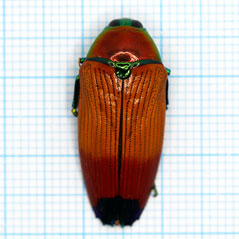 Metaxymorpha apicallis