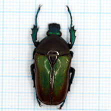 Neptunides polychrous