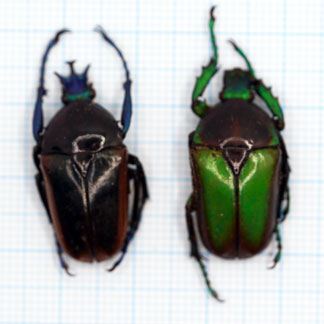 Neptunides polychrous polychrous (Green-Brown) pair