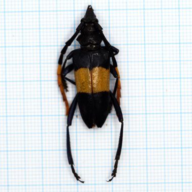 Pachyteria dimidiata