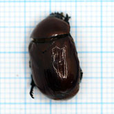 Parastasia sulcipenis (5 pack)