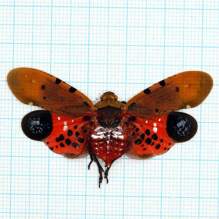 Penthicodes automaria red