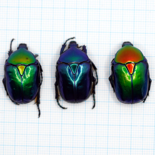 Protaetia cyanochlora A2 2 pack