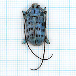 Pseudomyagras waterhousei