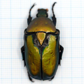 Rhomborhina Resplendens