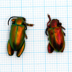 Sagra laticollis E.Java,Metallic red-green