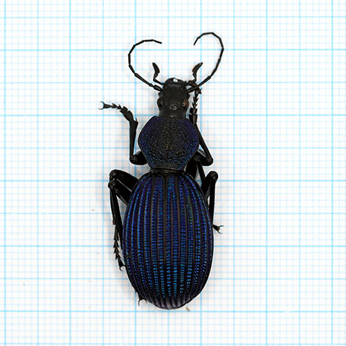 Tefflus carinatus violaceus