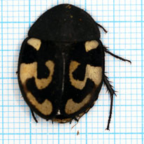 Therea olegrandjeani 2 pack A-