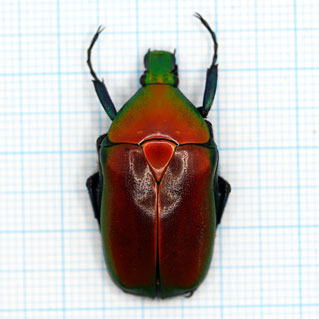 Torynorrhina flammea (Red)