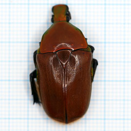 Torynorrhina pilifera