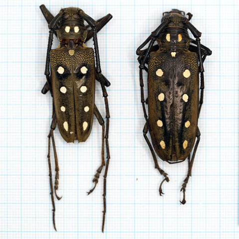Batocera Parryi Pair