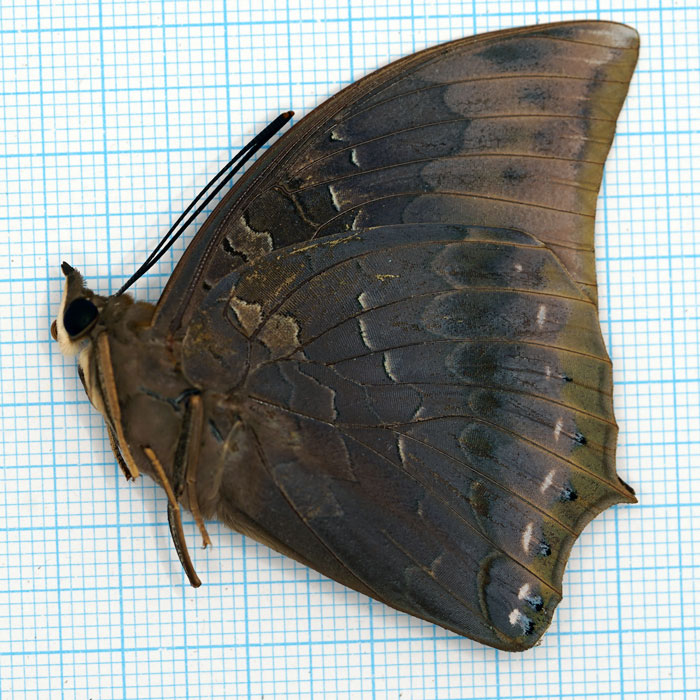 Charaxes borneensis