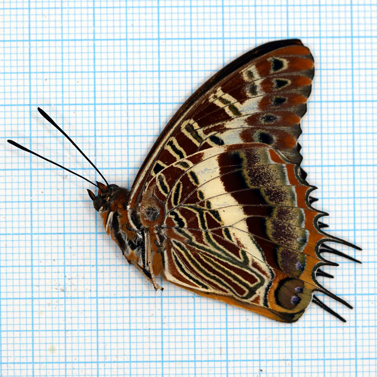 Charaxes brutus