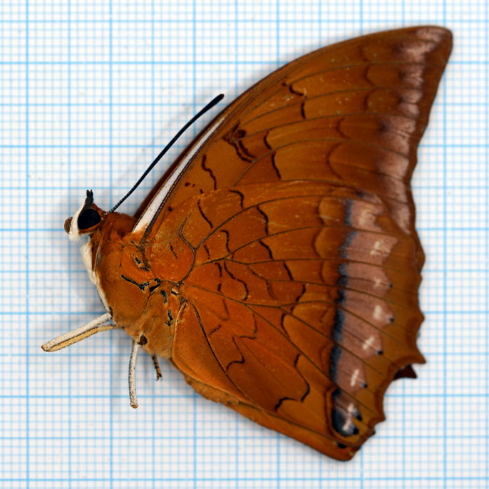 Charaxes distanti