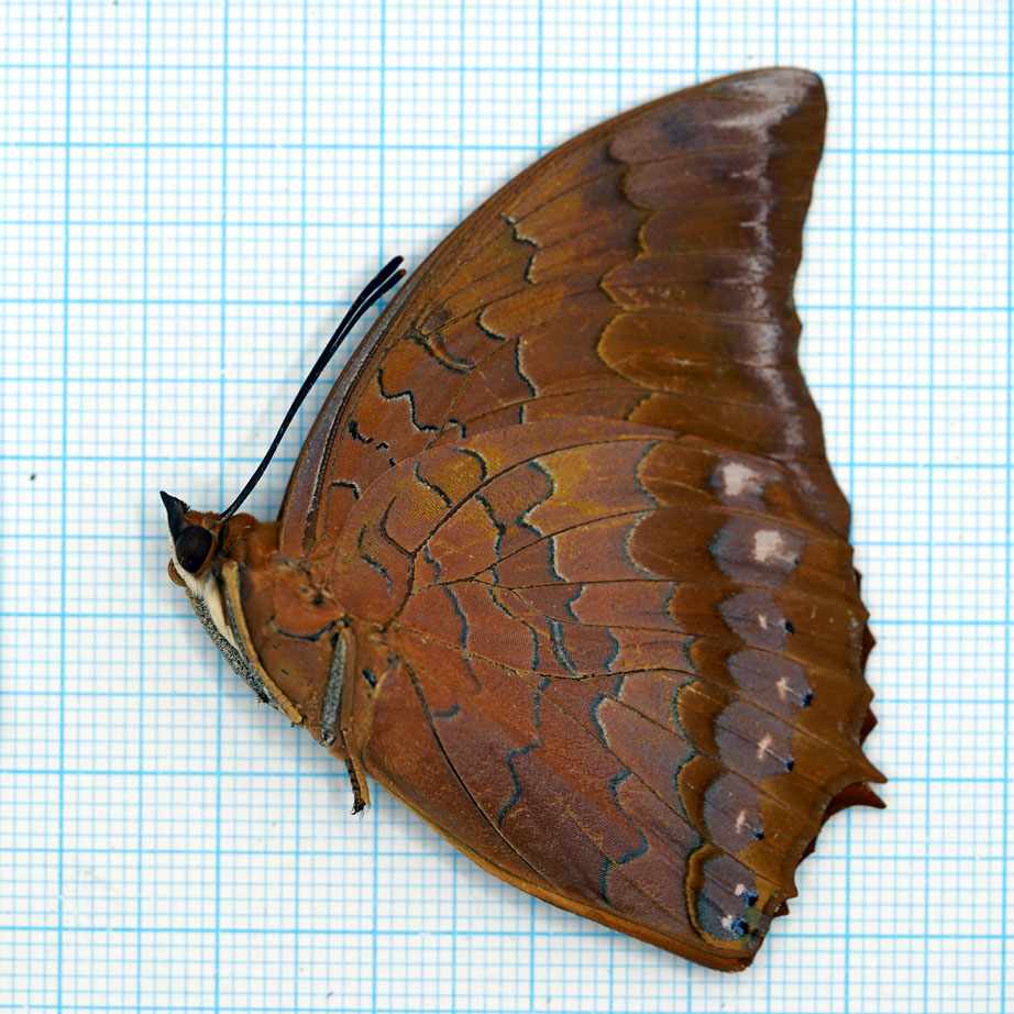 Charaxes harmodius