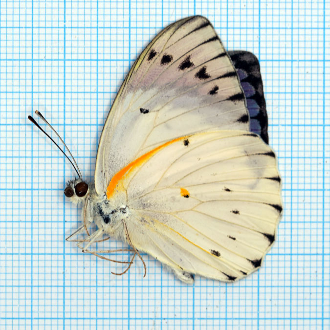 Colotis Ione Female