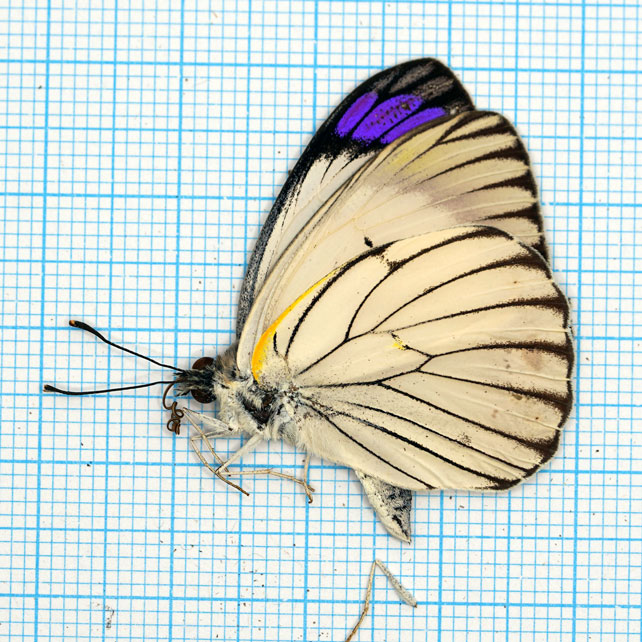 Colotis ione Male