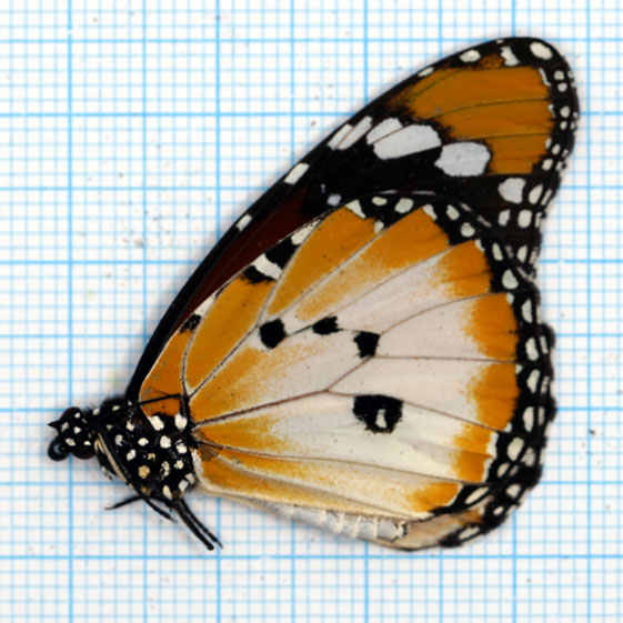 Danaus chryssipus alcipus