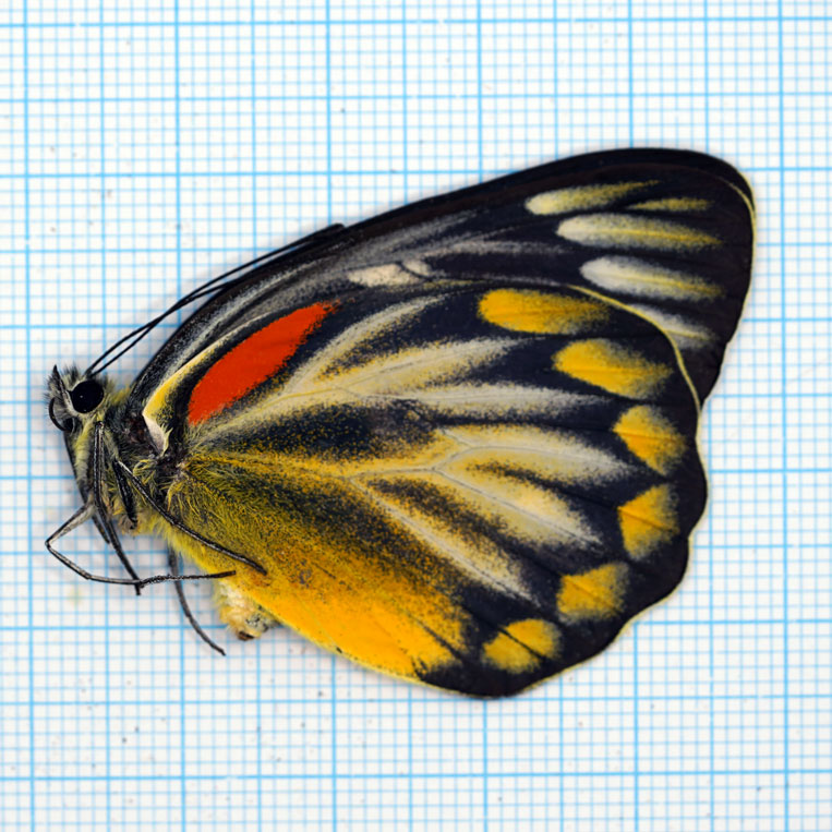 Delias oraia oraia Female