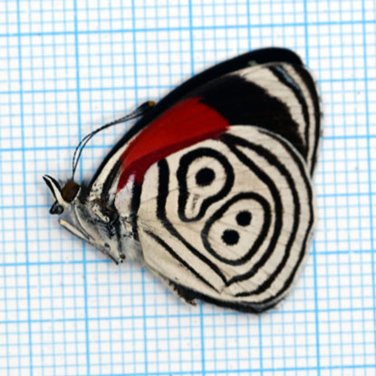 Diaethria clymena