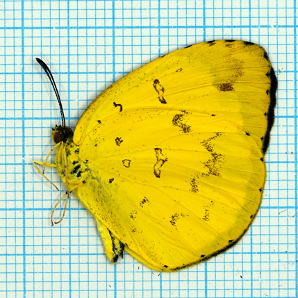 Eurema sp.